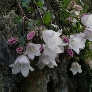 Campanula choruhensis